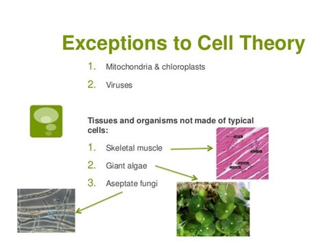 examples of exceptions to the cell theory