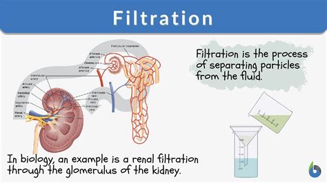 Examples Of Filtration In The Body