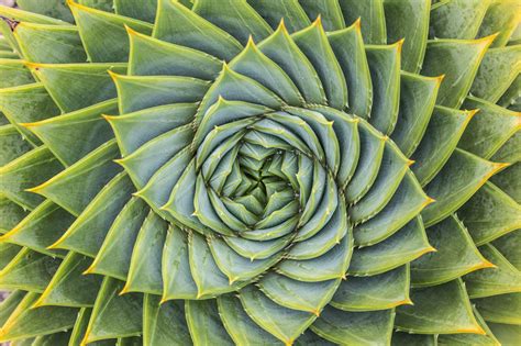 examples of fractals pattern in nature