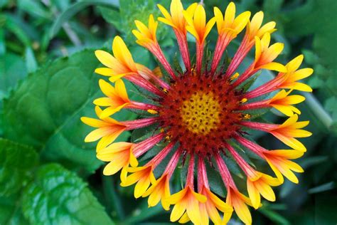 Examples Of Garden Flowers