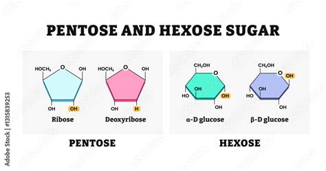 Examples Of Hexose