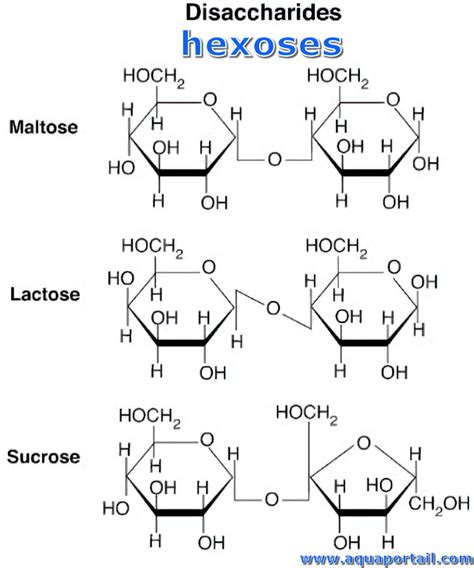 Examples Of Hexoses