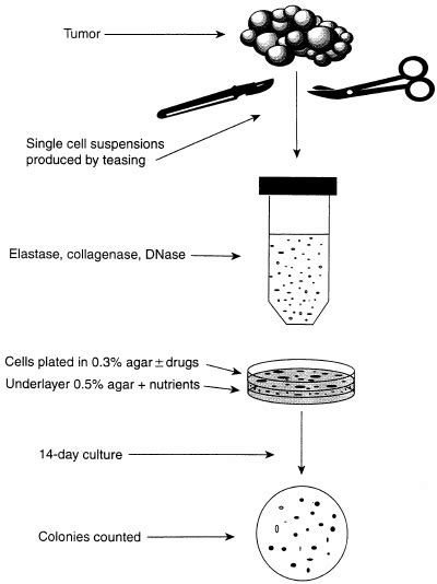 examples of in vitro assays