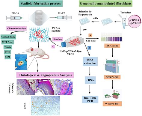 examples of in vitro experiments