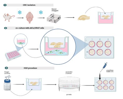 examples of in vivo experiments