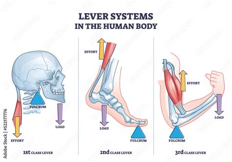 Examples Of Lever In Arm