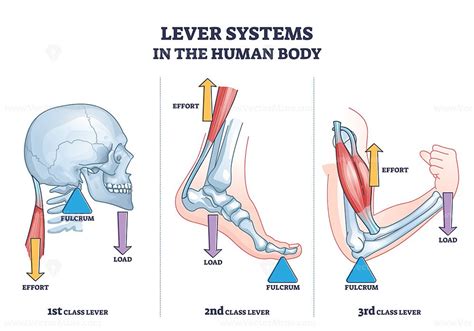 Examples Of Lever Systems In The Body