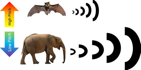 Examples Of Low Pitch Animals