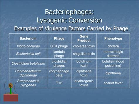 Examples Of Lysogenic Conversion