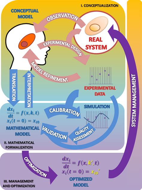 examples of mathematical models in biology
