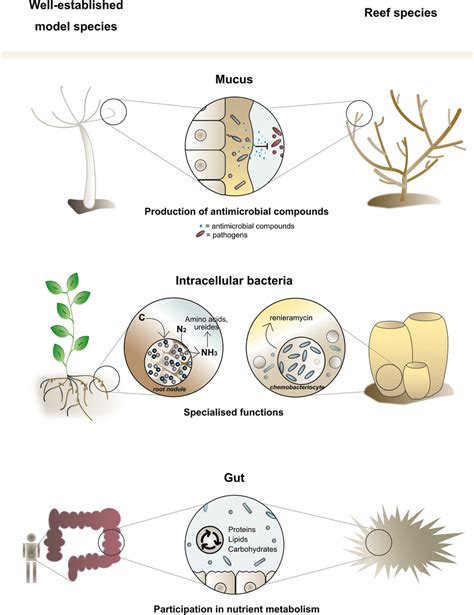 Examples Of Microhabitat