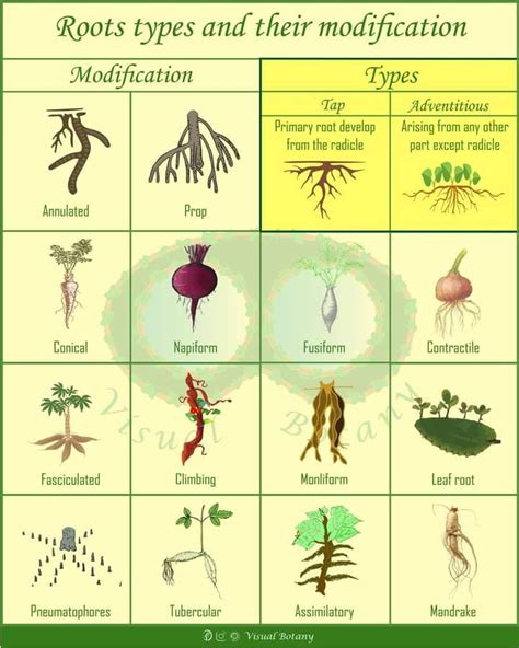 Examples Of Modified Roots And Their Functions