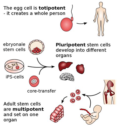 examples of multipotent stem cells