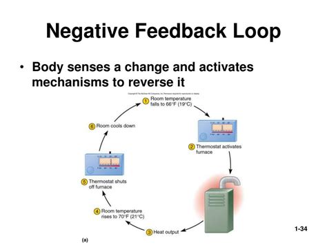examples of negative feedback loops