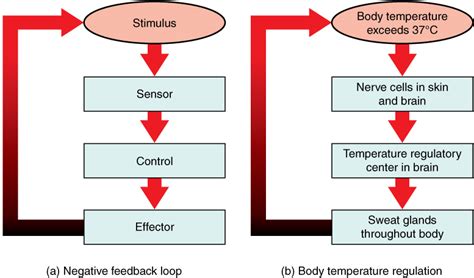 examples of negative feedback system
