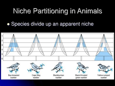 examples of niche partitioning in nature