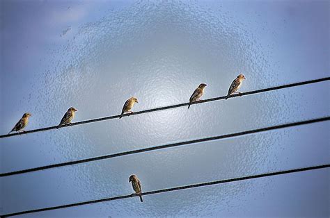 examples of parallel lines in nature