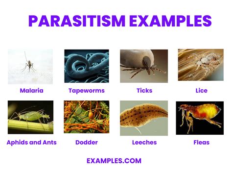 examples of parasitism in a forest ecosystem
