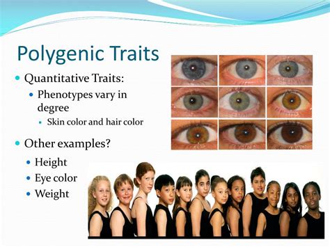 examples of polygenic traits in human beings include