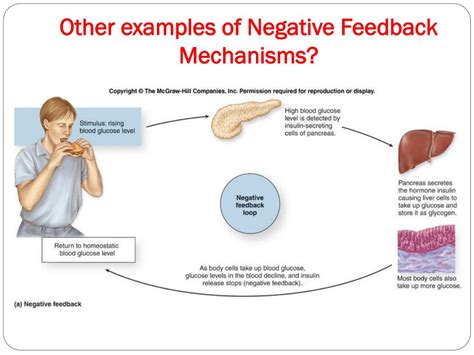 examples of positive and negative feedback in anatomy