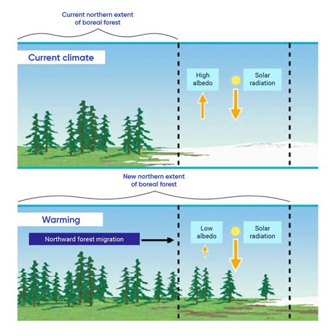 examples of positive and negative feedback loops in nature