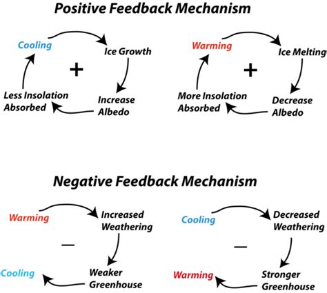 examples of positive and negative feedback loops in the environment