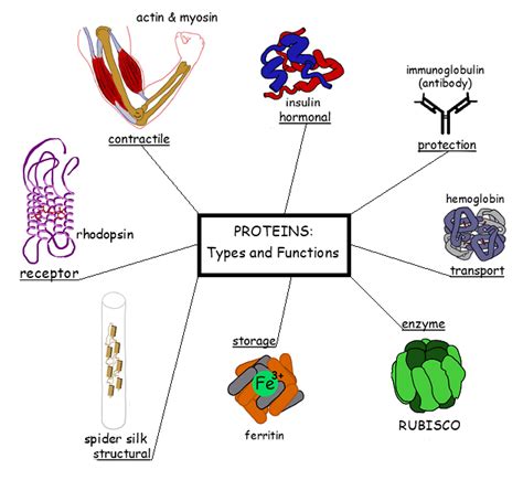 examples of proteins in biology and their functions