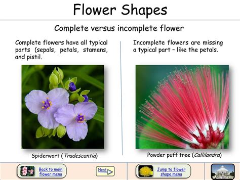 Examples Of Regular And Irregular Flowers