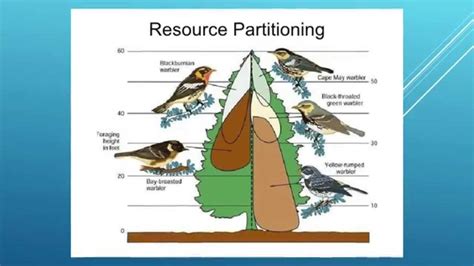 examples of resource partitioning in ecosystem