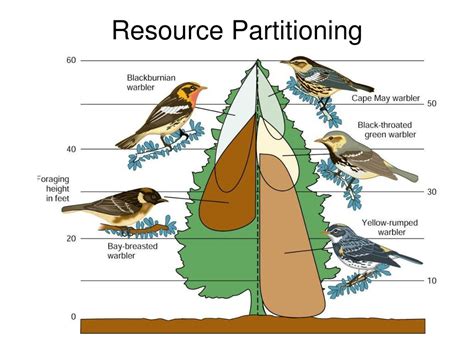examples of resource partitioning in nature