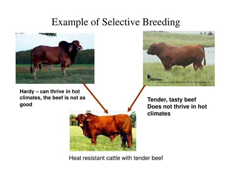 examples of selective breeding in cows