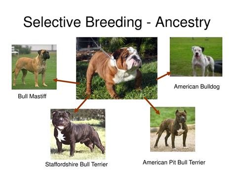 examples of selective breeding in dogs