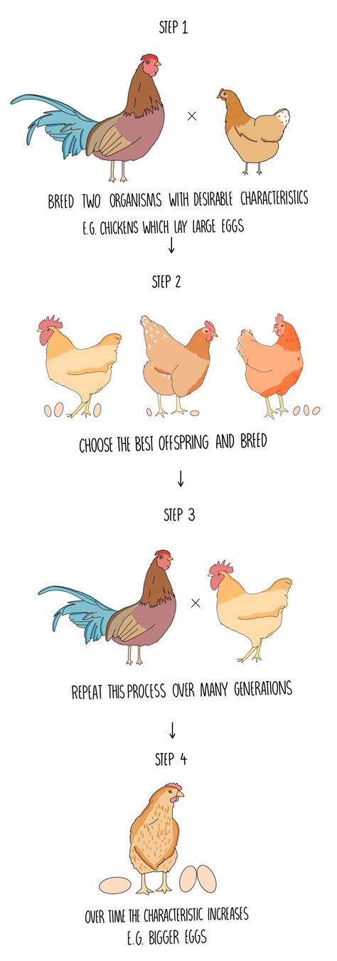examples of selective breeding in humans