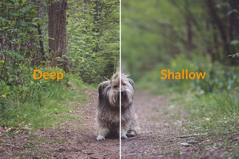 examples of shallow and deep depth of field