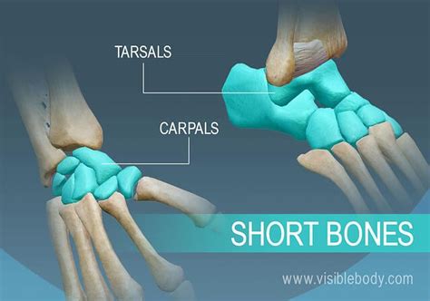 Examples Of Short Bones Include