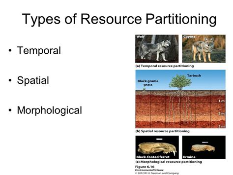examples of spatial resource partitioning