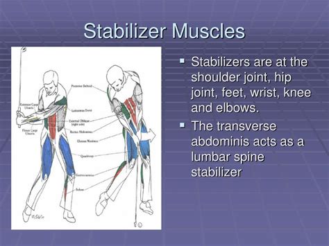 Examples Of Stabilizer Muscles