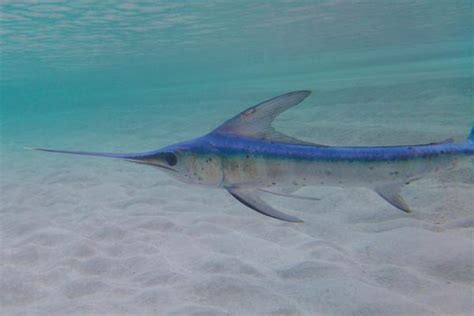 Examples Of Swordfish