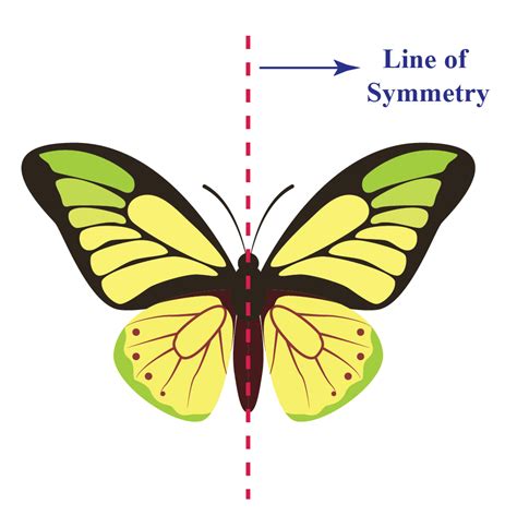 examples of symmetrical things