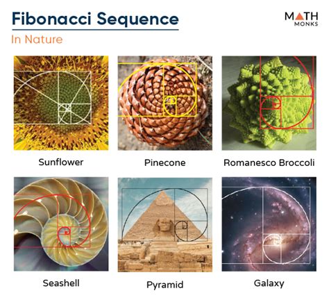 examples of the fibonacci sequence in real life