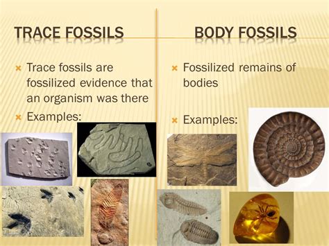 Examples Of Trace Fossils