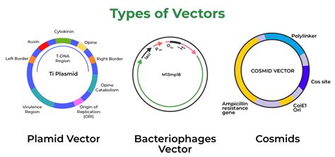 examples of vectors in biotechnology