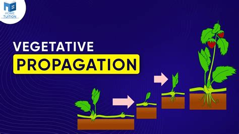 Examples Of Vegetative Propagation By Leaves