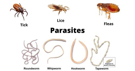 examples of.parasites