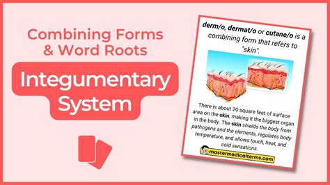 Exanthematous Pustular Breakdown Explained