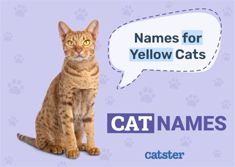 7 Excellent Cat Names