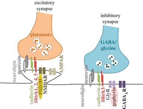 Excitatory And Inhibitory Synaptic Responses
