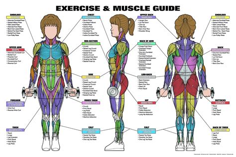 Exercise And Muscle Chart