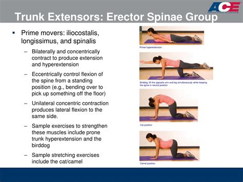 Exercises For Lumbar Extensors