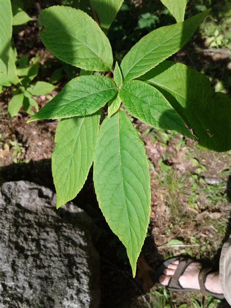 Exfoliate Definition Plants